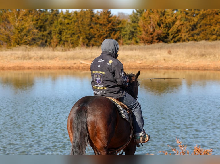 American Quarter Horse Wallach 10 Jahre 152 cm Rotbrauner in Ripley