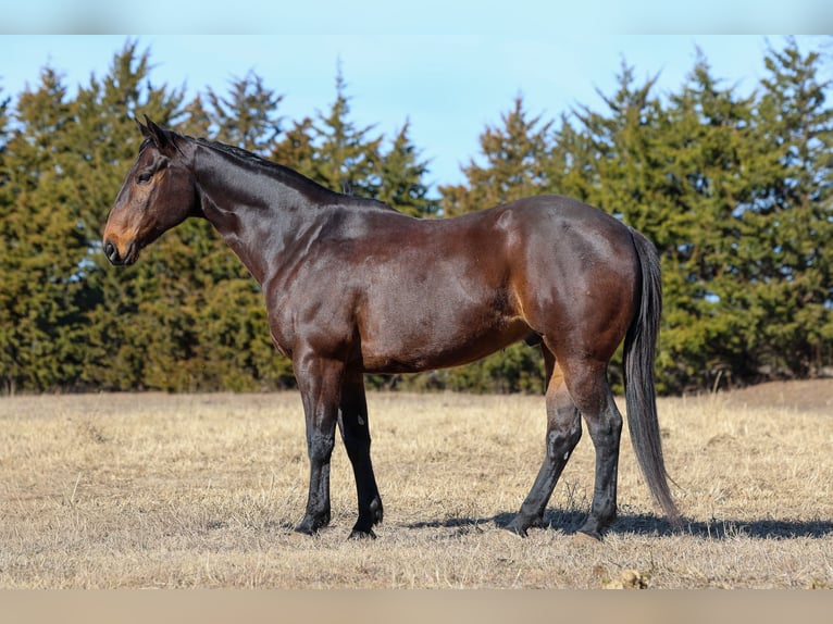 American Quarter Horse Wallach 10 Jahre 152 cm Rotbrauner in Ripley