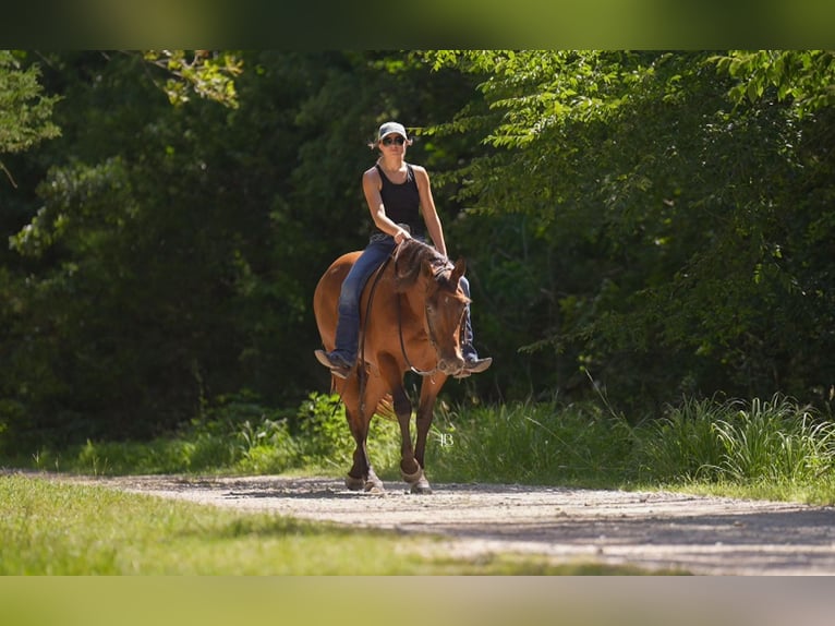 American Quarter Horse Wallach 10 Jahre 152 cm Rotbrauner in Terrell