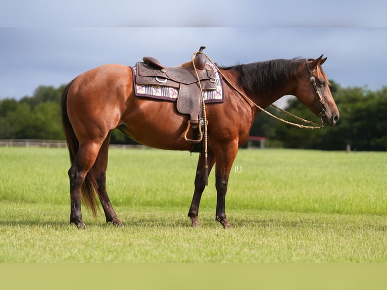 American Quarter Horse Wallach 10 Jahre 152 cm Rotbrauner in Terrell