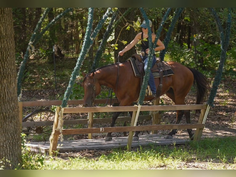 American Quarter Horse Wallach 10 Jahre 152 cm Rotbrauner in Terrell