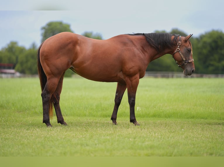 American Quarter Horse Wallach 10 Jahre 152 cm Rotbrauner in Terrell