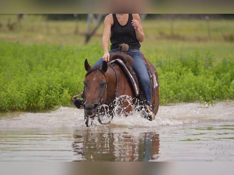 American Quarter Horse Wallach 10 Jahre 152 cm Rotbrauner in Terrell