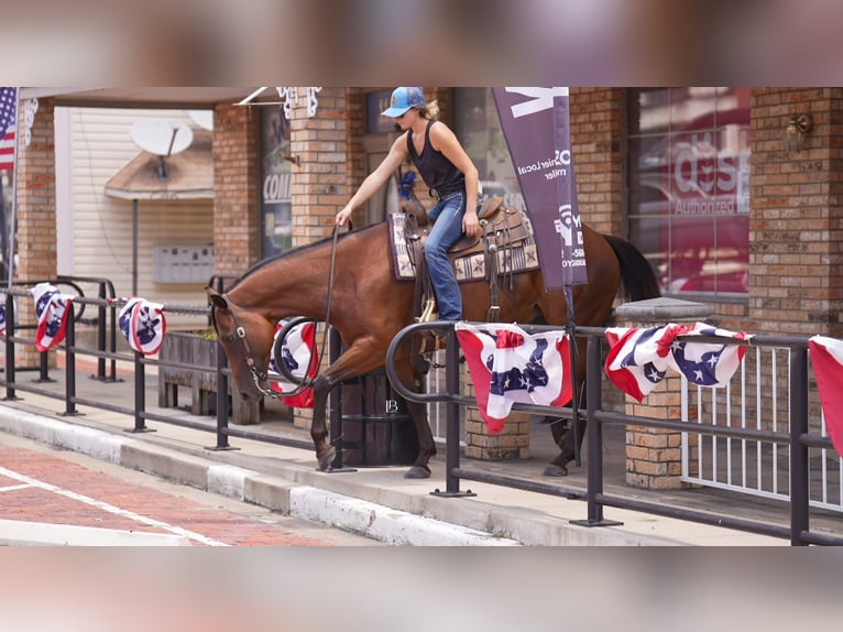 American Quarter Horse Wallach 10 Jahre 152 cm Rotbrauner in Terrell