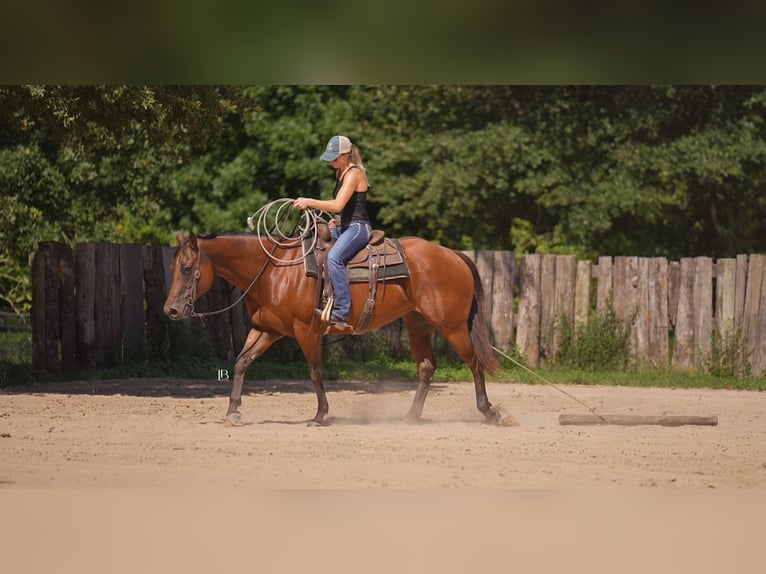 American Quarter Horse Wallach 10 Jahre 152 cm Rotbrauner in Terrell