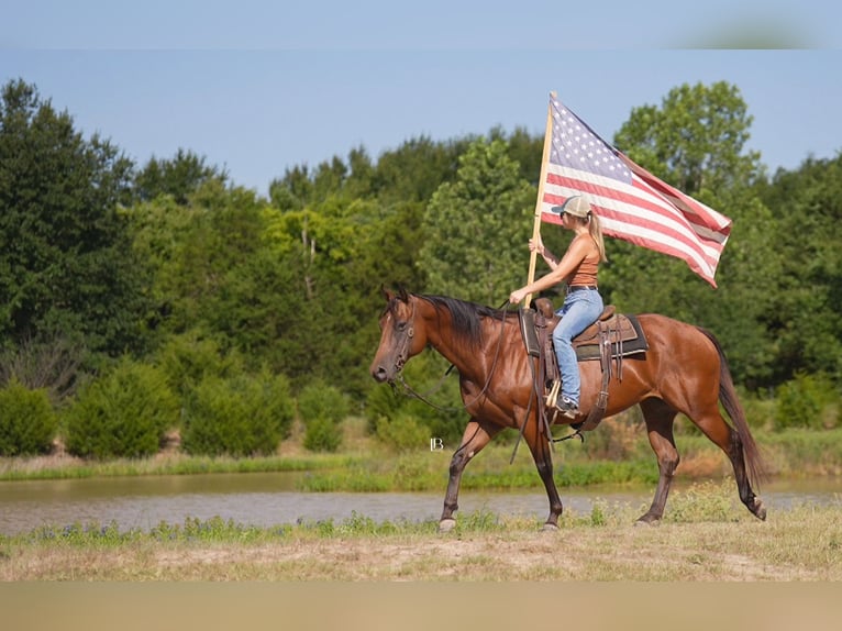 American Quarter Horse Wallach 10 Jahre 152 cm Rotbrauner in Terrell