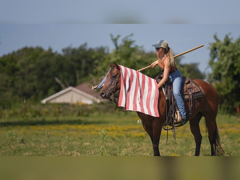 American Quarter Horse Wallach 10 Jahre 152 cm Rotbrauner in Terrell