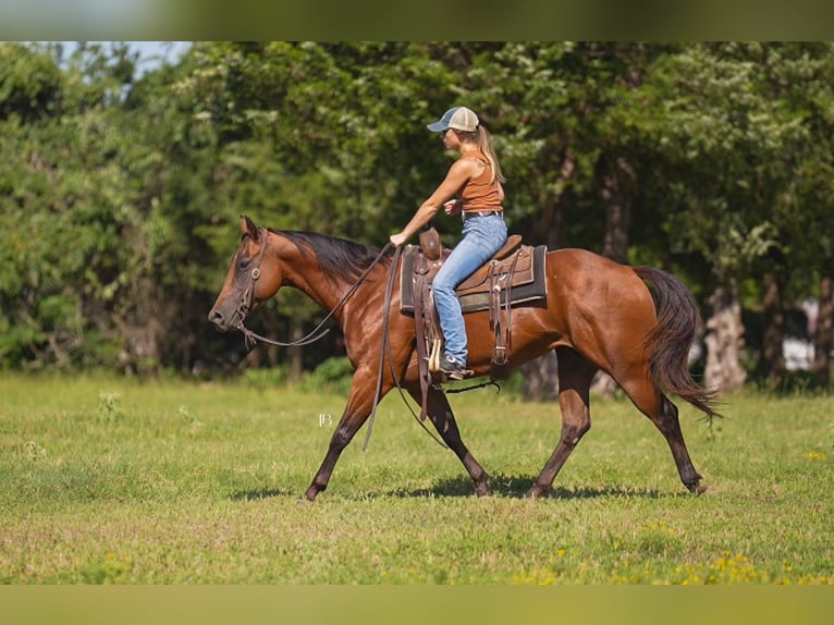 American Quarter Horse Wallach 10 Jahre 152 cm Rotbrauner in Terrell