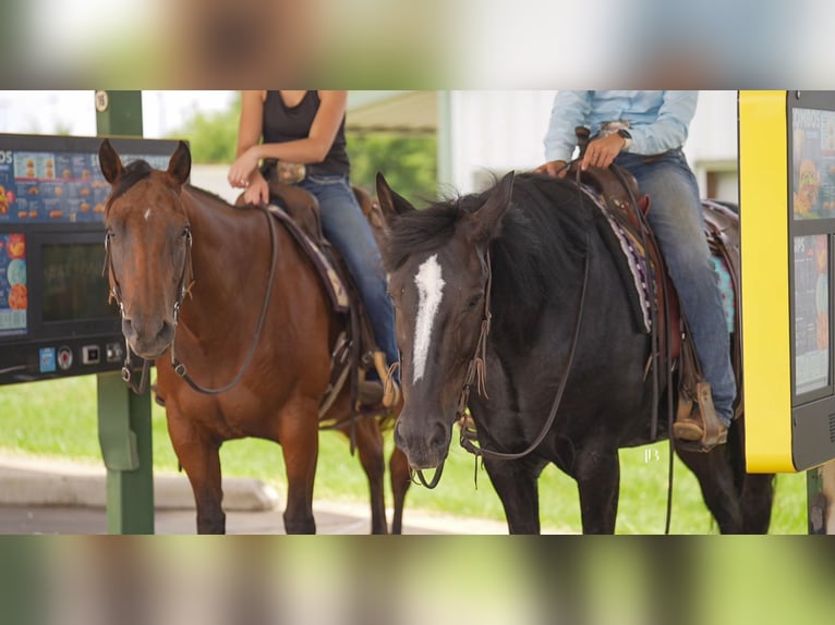 American Quarter Horse Wallach 10 Jahre 152 cm Rotbrauner in Terrell