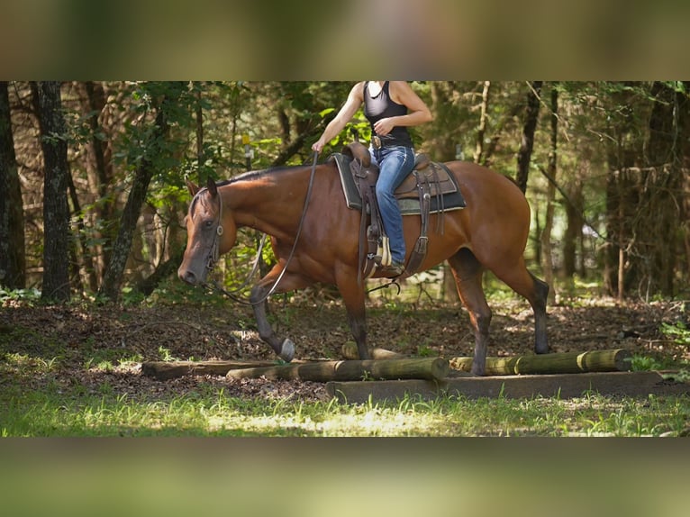 American Quarter Horse Wallach 10 Jahre 152 cm Rotbrauner in Terrell