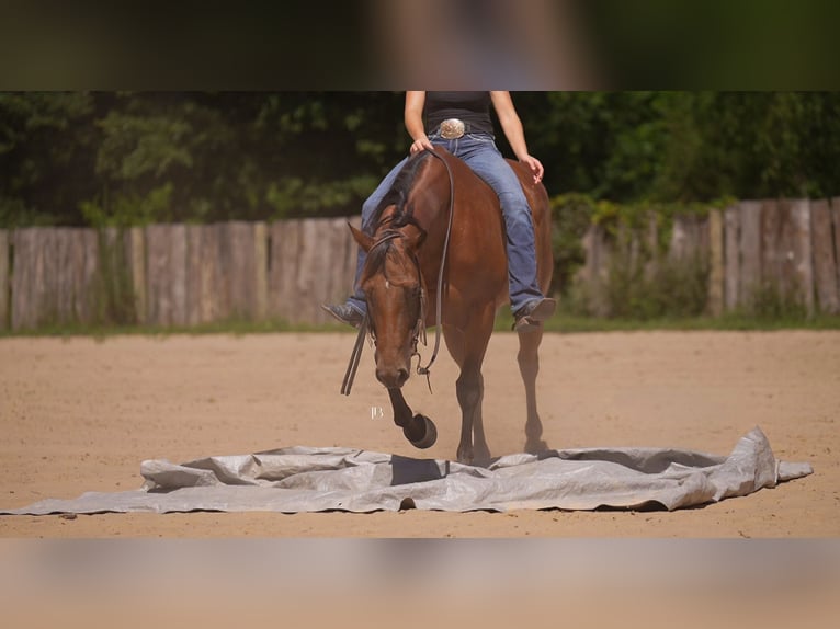American Quarter Horse Wallach 10 Jahre 152 cm Rotbrauner in Terrell