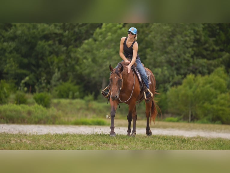 American Quarter Horse Wallach 10 Jahre 152 cm Rotbrauner in Terrell
