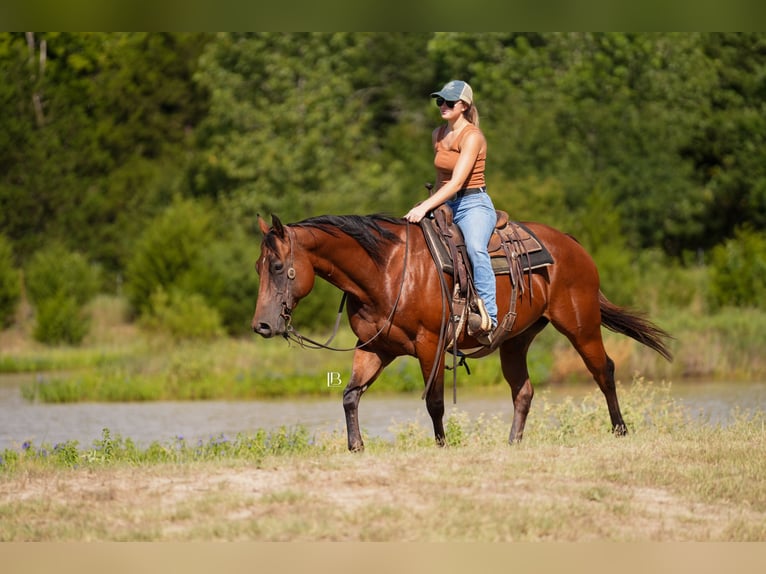 American Quarter Horse Wallach 10 Jahre 152 cm Rotbrauner in Terrell