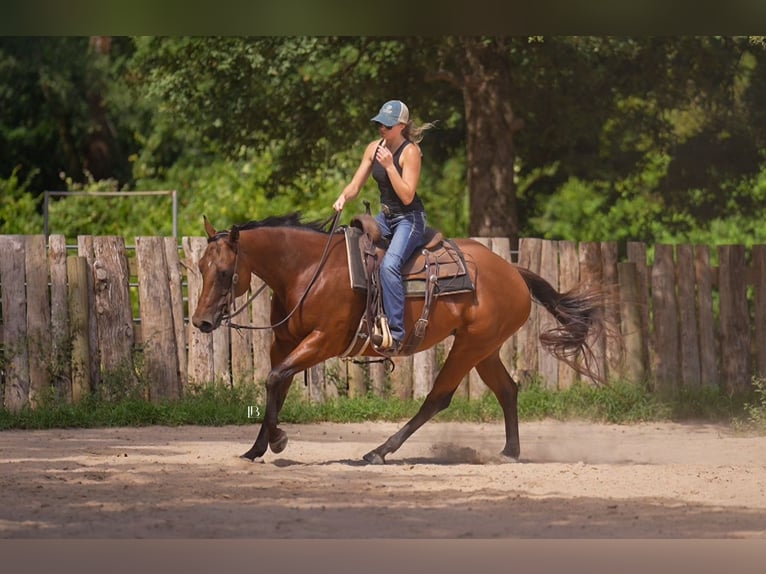American Quarter Horse Wallach 10 Jahre 152 cm Rotbrauner in Terrell