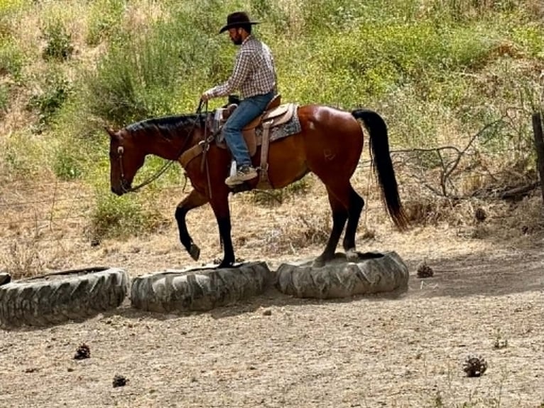 American Quarter Horse Wallach 10 Jahre 152 cm Rotbrauner in Tres Pinos
