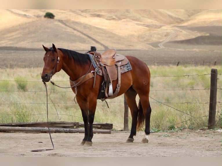 American Quarter Horse Wallach 10 Jahre 152 cm Rotbrauner in Tres Pinos