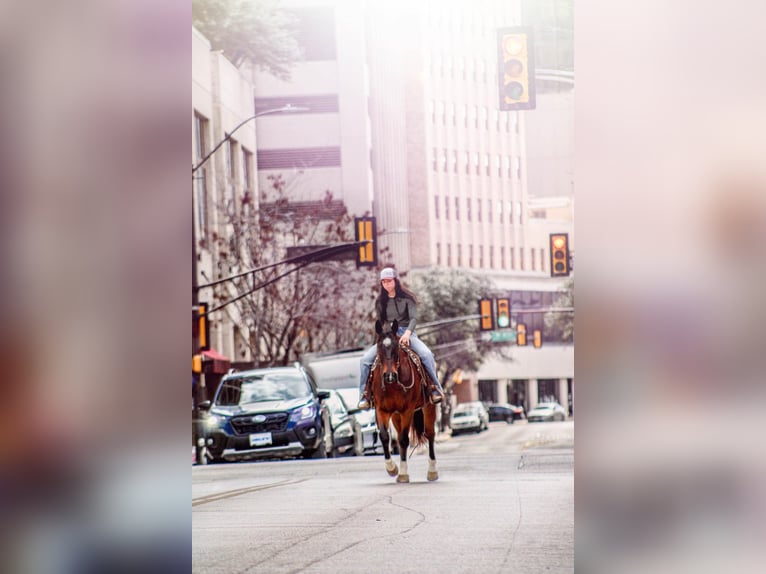 American Quarter Horse Wallach 10 Jahre 152 cm Rotbrauner in Bluff Dale, TX