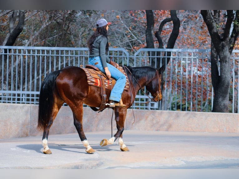 American Quarter Horse Wallach 10 Jahre 152 cm Rotbrauner in Bluff Dale, TX