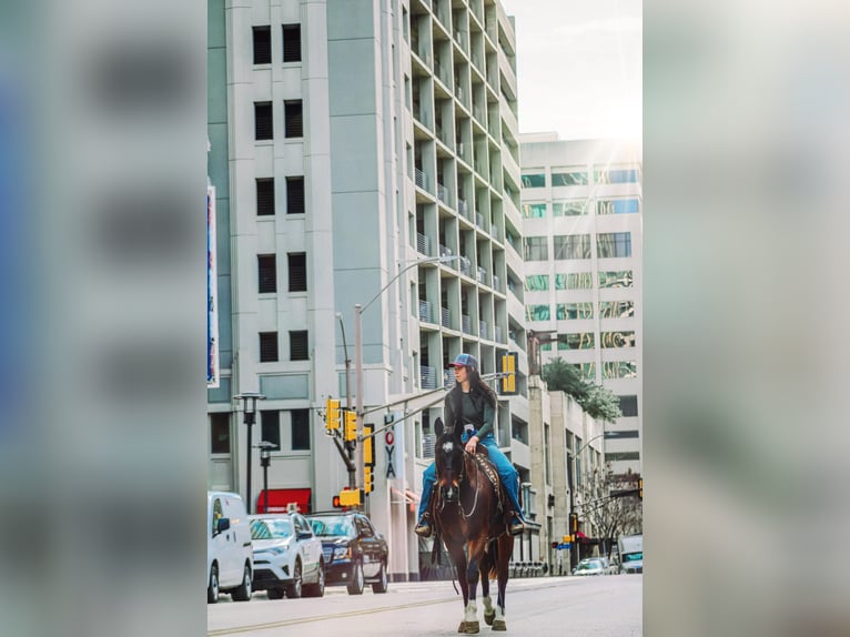 American Quarter Horse Wallach 10 Jahre 152 cm Rotbrauner in Bluff Dale, TX