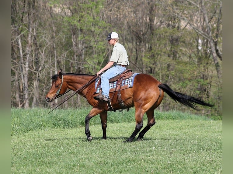 American Quarter Horse Wallach 10 Jahre 152 cm Rotbrauner in LEvel Green KY