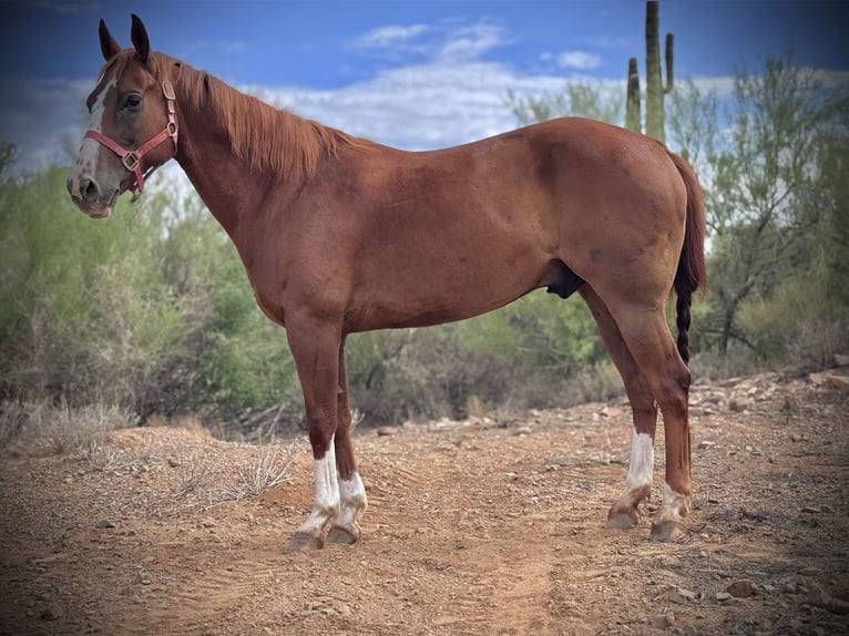 American Quarter Horse Wallach 10 Jahre 152 cm Rotfuchs in Phoenix, AZ