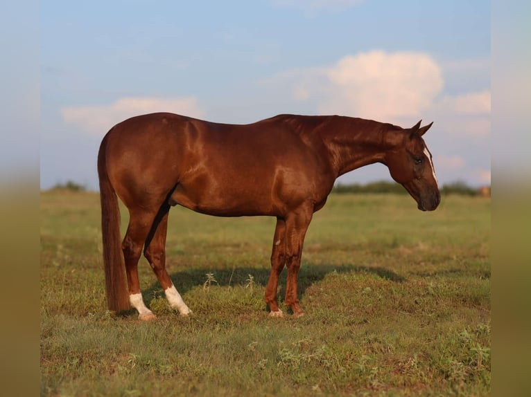 American Quarter Horse Wallach 10 Jahre 152 cm Rotfuchs in Mount Vernon