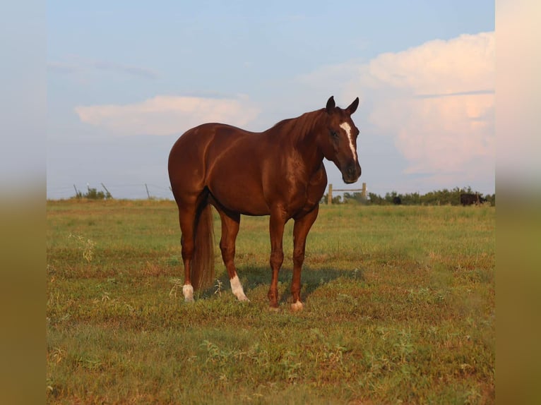 American Quarter Horse Wallach 10 Jahre 152 cm Rotfuchs in Mount Vernon