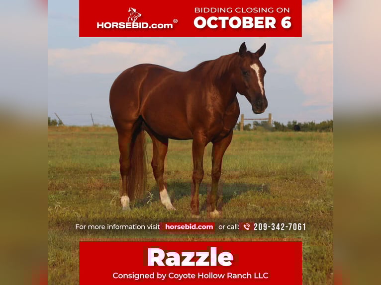 American Quarter Horse Wallach 10 Jahre 152 cm Rotfuchs in Mount Vernon