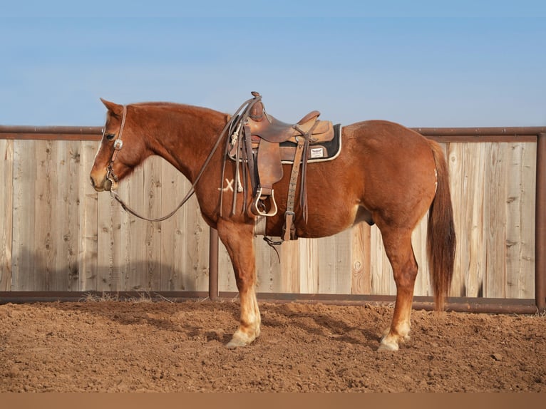 American Quarter Horse Wallach 10 Jahre 152 cm Rotfuchs in Amarillo