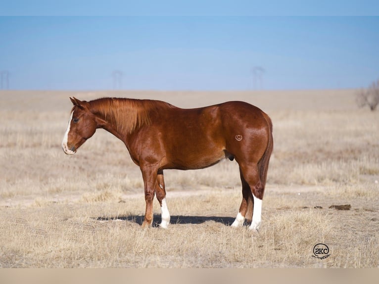 American Quarter Horse Wallach 10 Jahre 152 cm Rotfuchs in Canyon