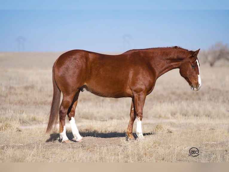 American Quarter Horse Wallach 10 Jahre 152 cm Rotfuchs in Canyon