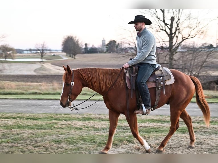 American Quarter Horse Mix Wallach 10 Jahre 152 cm Rotfuchs in Dalton, OH
