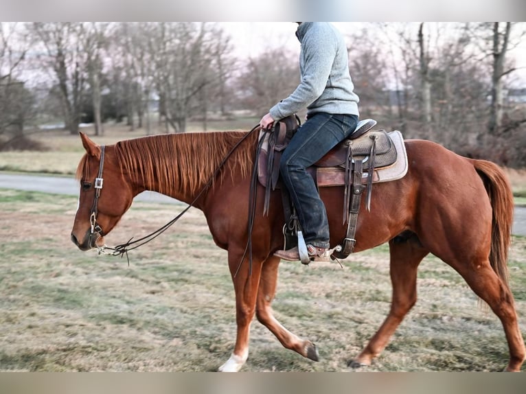 American Quarter Horse Mix Wallach 10 Jahre 152 cm Rotfuchs in Dalton, OH
