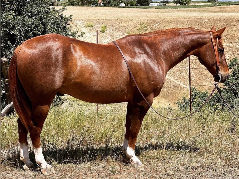 American Quarter Horse Wallach 10 Jahre 152 cm Rotfuchs in Waterford, CA