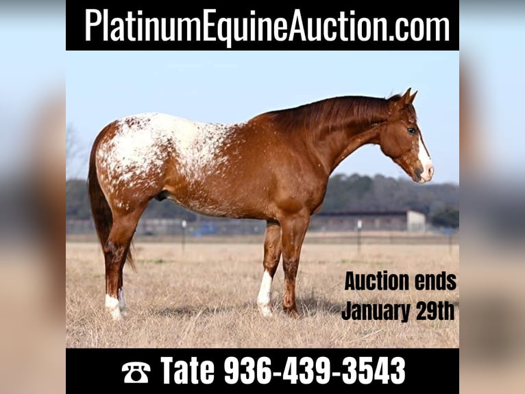 American Quarter Horse Wallach 10 Jahre 152 cm Rotfuchs in Madisonville TX