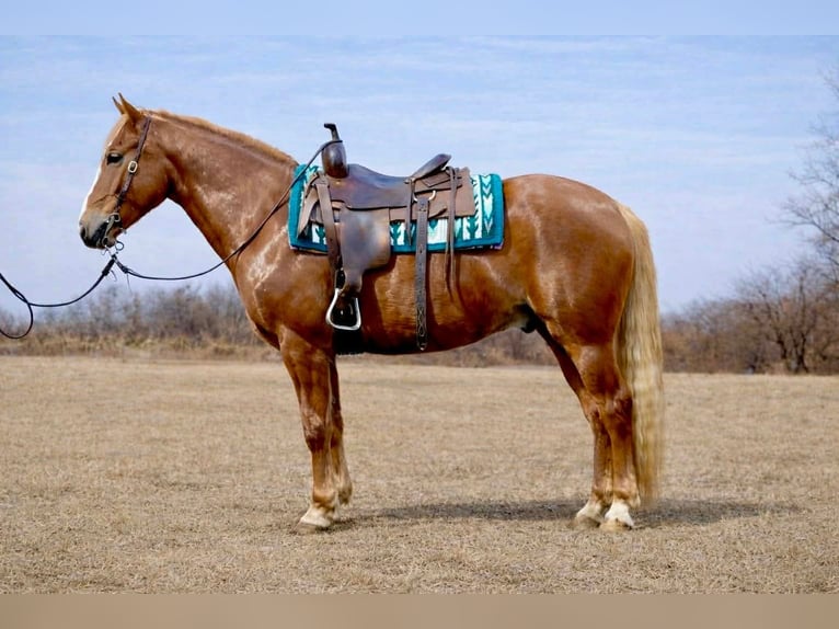American Quarter Horse Wallach 10 Jahre 152 cm Rotfuchs in North Bloomfield