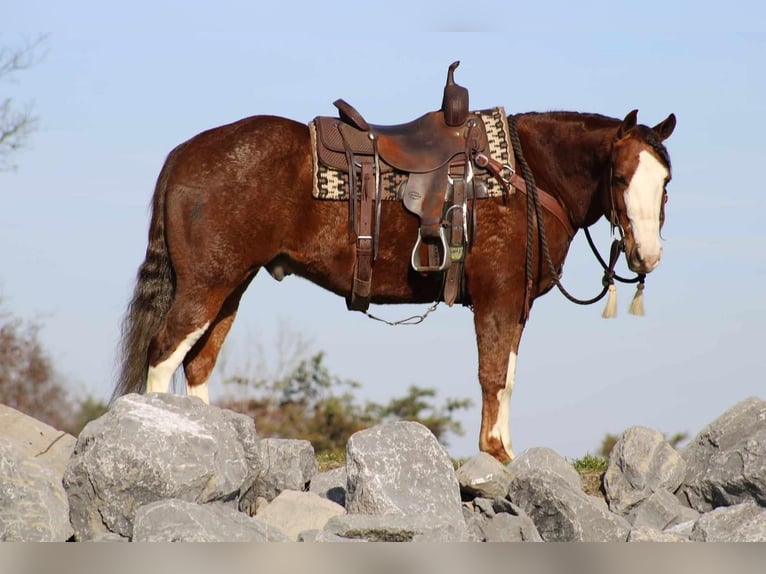 American Quarter Horse Wallach 10 Jahre 152 cm Rotfuchs in Rebersburg, PA