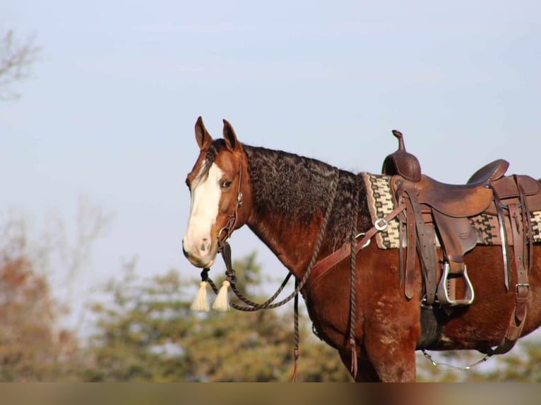 American Quarter Horse Wallach 10 Jahre 152 cm Rotfuchs in Rebersburg, PA