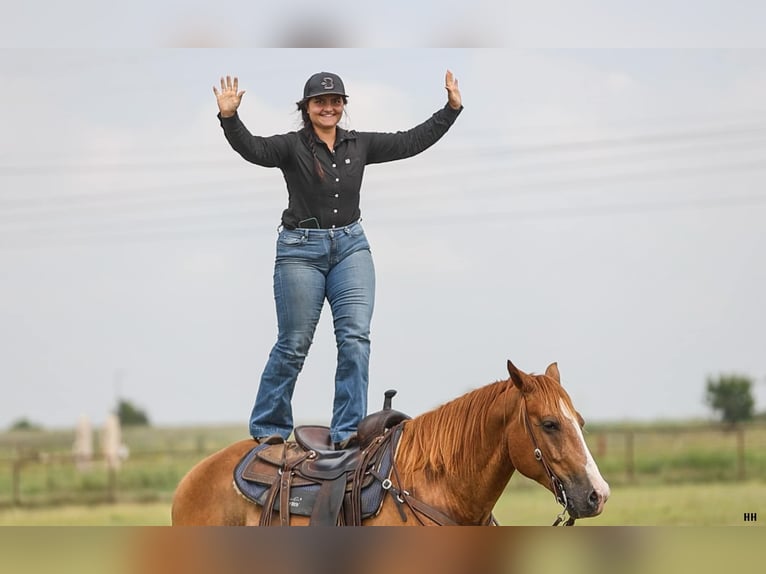 American Quarter Horse Wallach 10 Jahre 152 cm Rotfuchs in Granbury TX