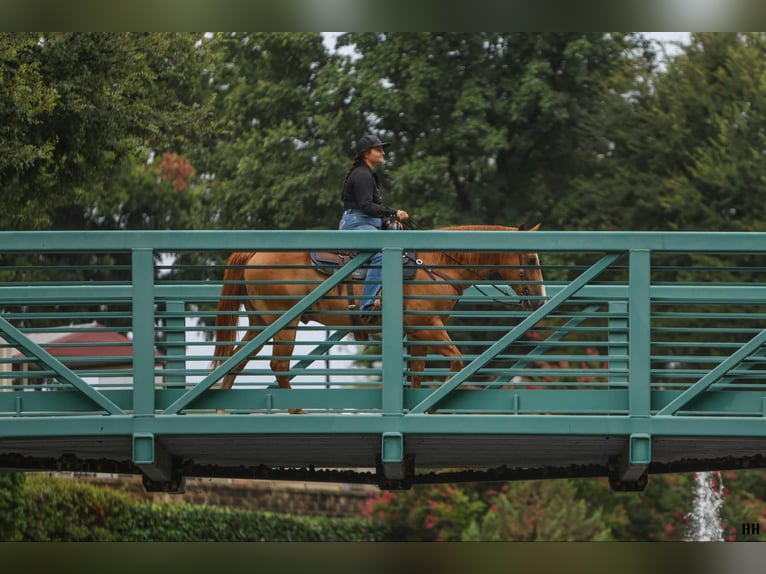 American Quarter Horse Wallach 10 Jahre 152 cm Rotfuchs in Granbury TX