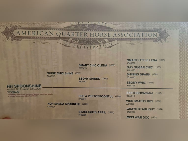 American Quarter Horse Wallach 10 Jahre 152 cm Rotfuchs in Weatherford TX