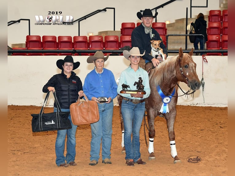 American Quarter Horse Wallach 10 Jahre 152 cm Rotfuchs in whitesburg TX