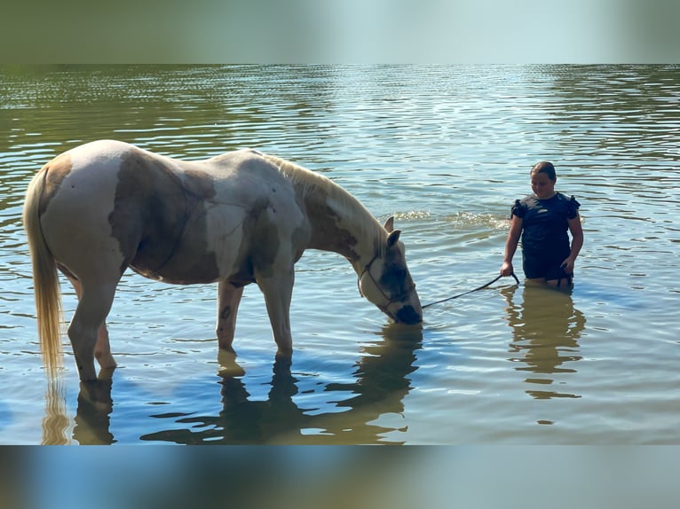 American Quarter Horse Wallach 10 Jahre 152 cm Schecke in Forney