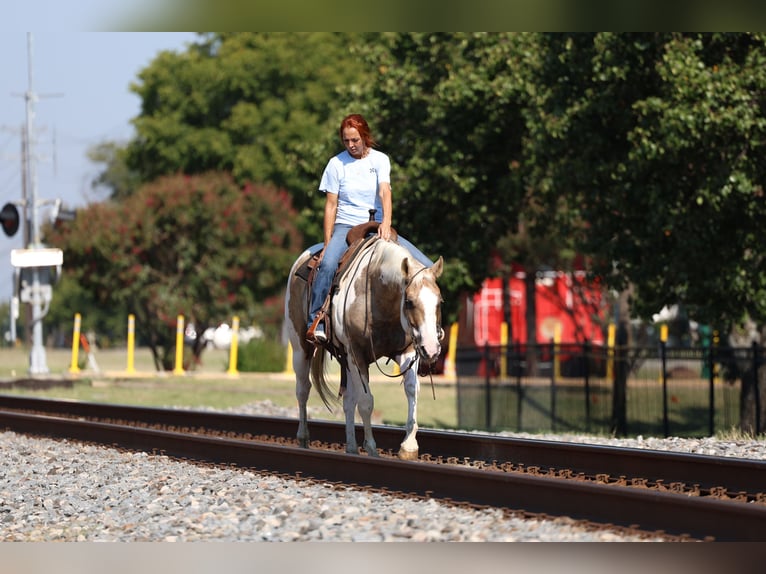 American Quarter Horse Wallach 10 Jahre 152 cm Schecke in Forney