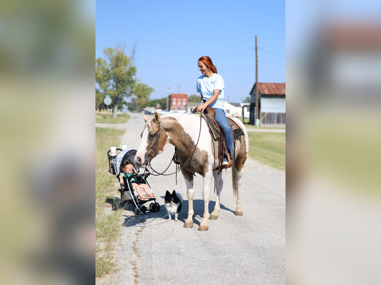 American Quarter Horse Wallach 10 Jahre 152 cm Schecke in Forney