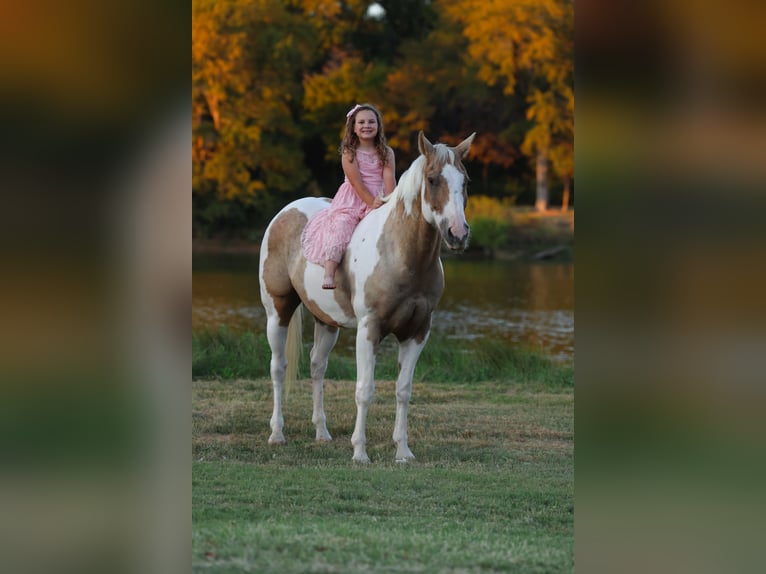 American Quarter Horse Wallach 10 Jahre 152 cm Schecke in Forney