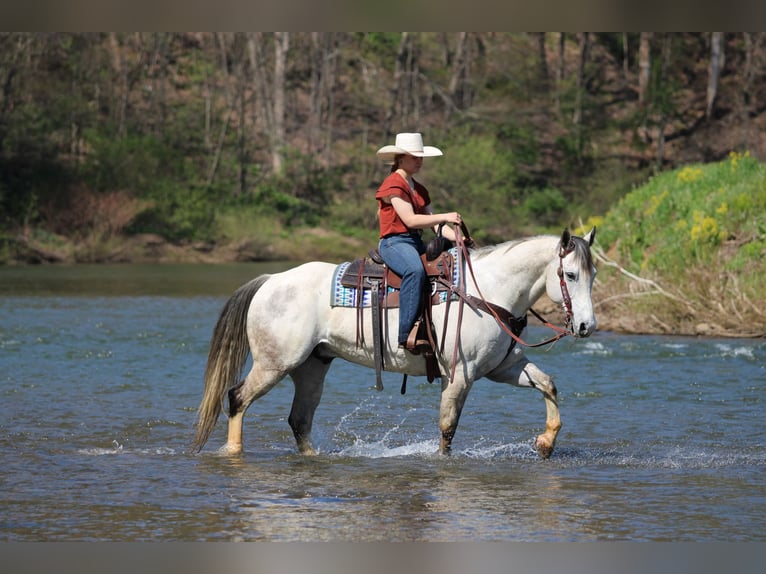 American Quarter Horse Wallach 10 Jahre 152 cm Schimmel in Clarion