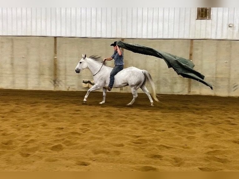 American Quarter Horse Wallach 10 Jahre 152 cm Schimmel in Fowlerville