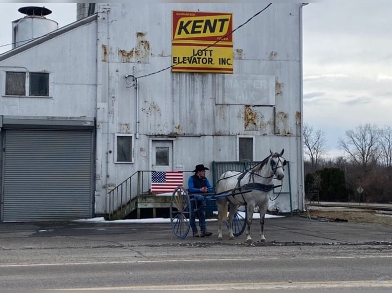 American Quarter Horse Wallach 10 Jahre 152 cm Schimmel in Fowlerville