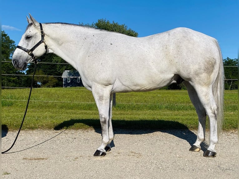 American Quarter Horse Wallach 10 Jahre 152 cm Schimmel in Fowlerville